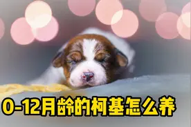 0-12月龄的柯基饲养方法，新手须知！视频封面