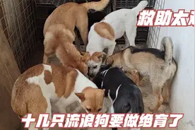 民间救助太难了，十几只流浪狗要做绝育，又是一大笔费用，太难了视频封面
