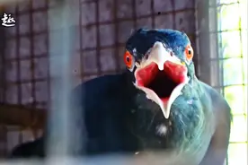 红眼鬼鸟民间叫它“报丧鸟”，长得吓人叫声恐怖，有没有吓到你？视频封面