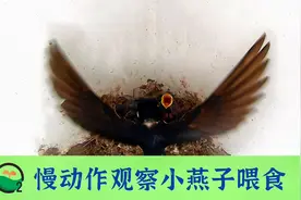 【造氧君】慢动作细看燕子喂食过程视频封面