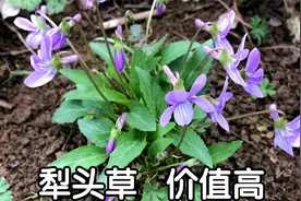 犁头草有啥珍贵？原来价值这么高，好多人还不知道，摘些回家煮水视频封面