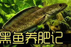 黑鱼养肥记1 沉浸式养黑鱼 拯救一只伤病的黑鱼过程 太解压好玩了视频封面