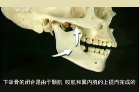 【艾氏人体解剖】头颈部解剖讲解