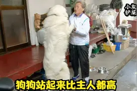 80岁老人第一次养狗，被狗狗折磨的吃不好睡不好，养它就要懂它。视频封面