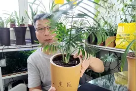 泥炭土与草炭土有什么区别，什么土养花好