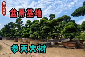 跟着越南朋友逛一个巨型盆景基地，罗汉松长成参天大树，场面壮观