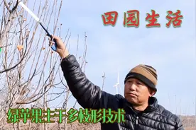 绿苹果主干多枝形，利用顶端优势，同一枝既是营养枝也是牵制枝