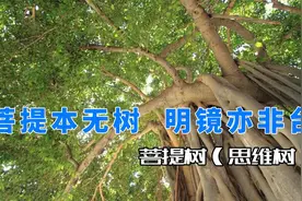 金刚菩提、还有星月菩提，都是菩提树的种子吗？视频封面