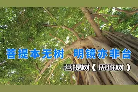 金刚菩提、还有星月菩提，都是菩提树的种子吗？视频封面