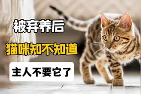 猫咪被弃养后，知不知道主人不要它了？视频封面
