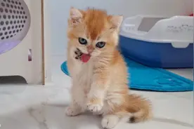 金渐层奶猫第一次开荤，饭后还知道“洗手手”，简直可爱到犯规视频封面