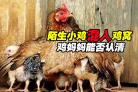 将陌生小鸡混入鸡窝，鸡妈妈会有何反应，能否认清自己的鸡崽？视频封面