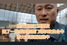 给安徽和江西朋友选了一些优质的西门塔尔公牛，带大家看看这些牛视频封面