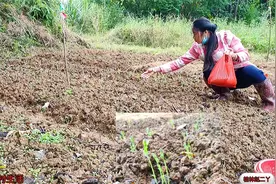 二丫怀孕3个月，强忍不住干农活，去菜地割草摔一跤，差点就滑胎视频封面