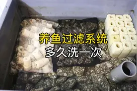 养鱼过滤系统多久清洗一次？怎么洗不会破坏硝化系统？鱼会生病吗视频封面