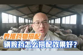 夏季养猪常备磺胺，学会6个经典搭配，轻松解决猪反复高热不吃