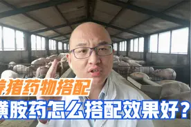 夏季养猪常备磺胺，学会6个经典搭配，轻松解决猪反复高热不吃视频封面