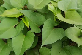 红薯亩产万斤，只需根部撒点它？年年高产不是梦，方法简单易操作视频封面