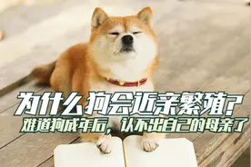 为什么狗会近亲繁殖？难道狗成年之后，认不出自己的母亲？视频封面