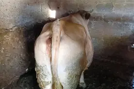 给大家看一下，我们最大的一头牛，不知能卖多少价钱呢视频封面
