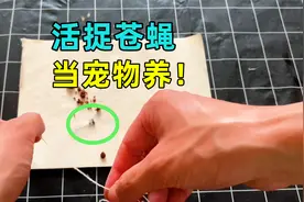 活捉苍蝇，把它绑起来当宠物养，是什么感受？视频封面