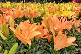 辽宁沈阳一个免费公园，十几万株百合花争相绽放，拍照赏花好去处视频封面