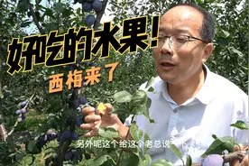 漂亮好吃的水果，是李子吗，西梅来了视频封面