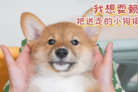 我想耍赖，把送出去的小狗接回来视频封面
