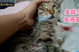 狸花猫失踪5天后自己回来了，失而复得，猫和人都高兴坏了视频封面