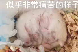 小仓鼠用纸把头盖上睡觉，睡姿有安全感，动作就不淡定了！视频封面