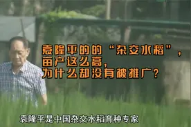 袁隆平的的“杂交水稻”, 亩产这么高, 却为什么却没有被推广?视频封面