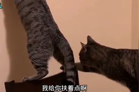 搞笑配音：有些猫表面上说帮你，背地里却挠你痒痒肉视频封面
