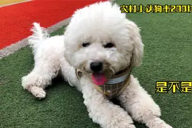 农村小伙狗市200块钱买的比熊，大家看看是不是买亏了？