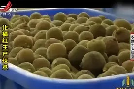 化橘红使用方法很多，单独泡水饮用，可以预防风寒咳嗽视频封面