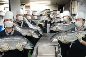 日本“核污染”三文鱼，中国人不吃低价卖韩国，300一斤还抢着吃