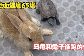 把乌龟和兔子同时放在65度的高温地面上，嫌烫脚谁跑的更快呢？视频封面