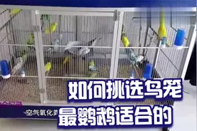 鹦鹉鸟笼款式千千万，新手如何挑选鹦鹉鸟笼，适合自家鹦鹉最重要