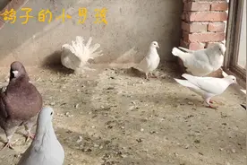 只需要一滴芥末油就能轻松解决鸽子歪头？这么简单的方法是真的吗视频封面