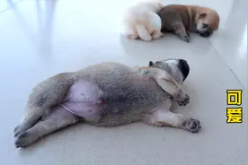 刚出生17天的小奶狗，走路像游泳，嘤嘤叫的萌翻了