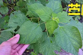 “苎麻”植物全身都是宝，有哪些用途与价值？一起来认识与了解视频封面