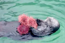 水獭妈妈搂着水獭宝宝在水面漂移晒太阳，可爱的水獭宝宝萌翻了视频封面