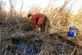 芦苇荡干枯，小伙扒开芦苇还真有野货，结局真是意想不到