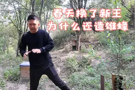 养蜂小伙告诉你，春天给蜜蜂换了新蜂王，为什么蜂群还会造雄蜂视频封面