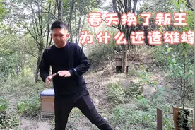 养蜂小伙告诉你，春天给蜜蜂换了新蜂王，为什么蜂群还会造雄蜂视频封面