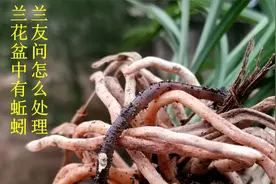 兰花盆中看到蚯蚓，怎么处理好呢？西瓜视频说：千万不要用药驱逐视频封面