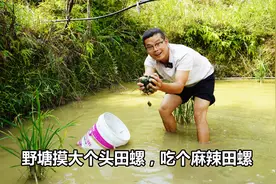 舅舅经常用菜籽油渣喂野塘的田螺，没想到个头挺大，今天安排下锅视频封面