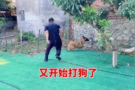 主人把狗打怕了，求助训犬师，看训犬师如何解决