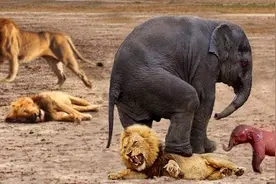 动物世界：大象保护刚出生幼崽免受狮子捕食，动物界伟大的母爱视频封面