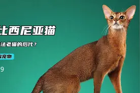 传说中古埃及法老猫的后代？阿比西尼亚猫的那些事儿视频封面