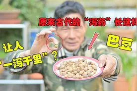原来古代的“泻药”长这样？千万要注意，一颗就能“一泻千里”视频封面